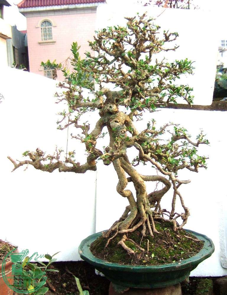 DSCF7487.JPG