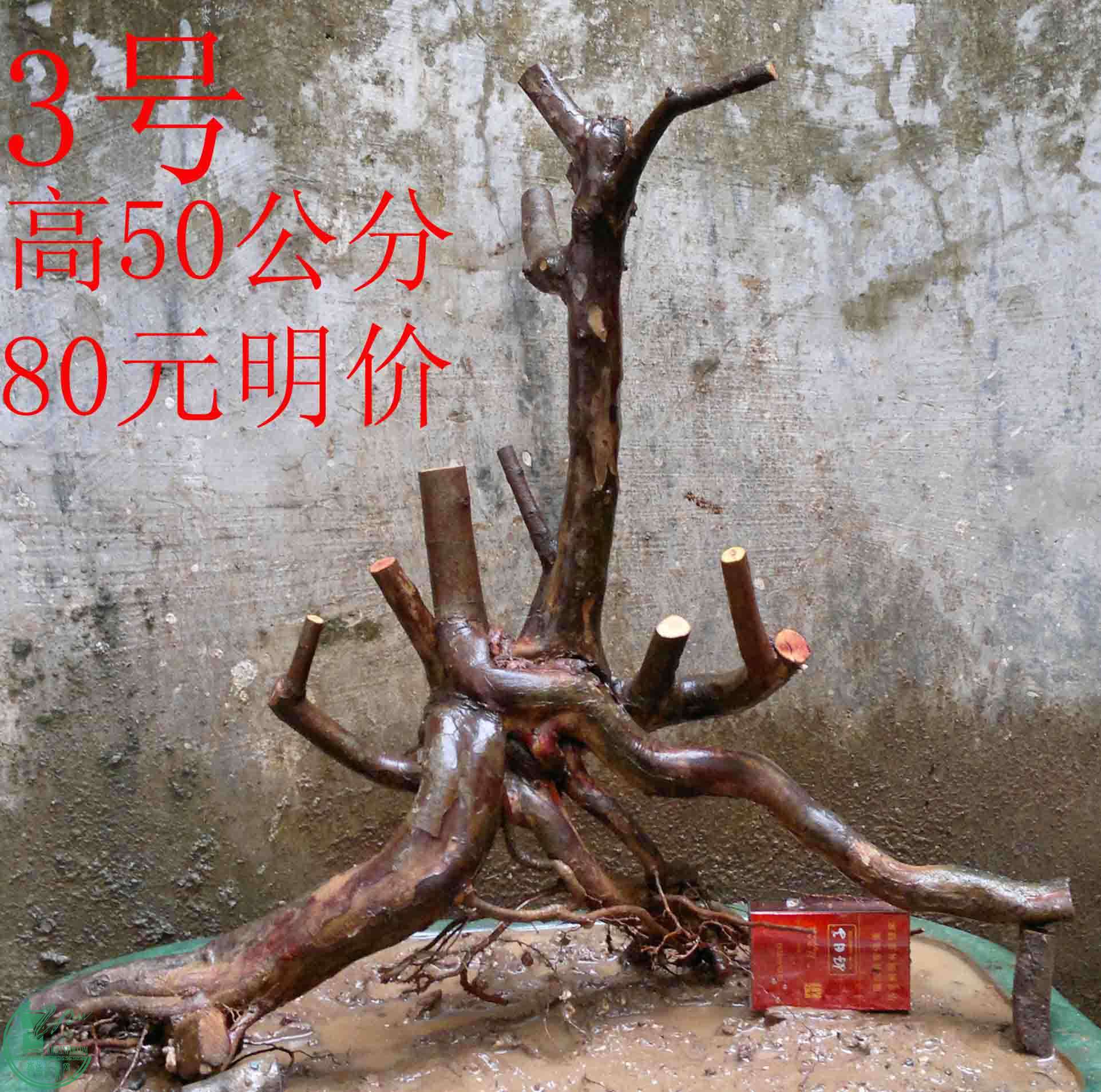 2011012612118.jpg