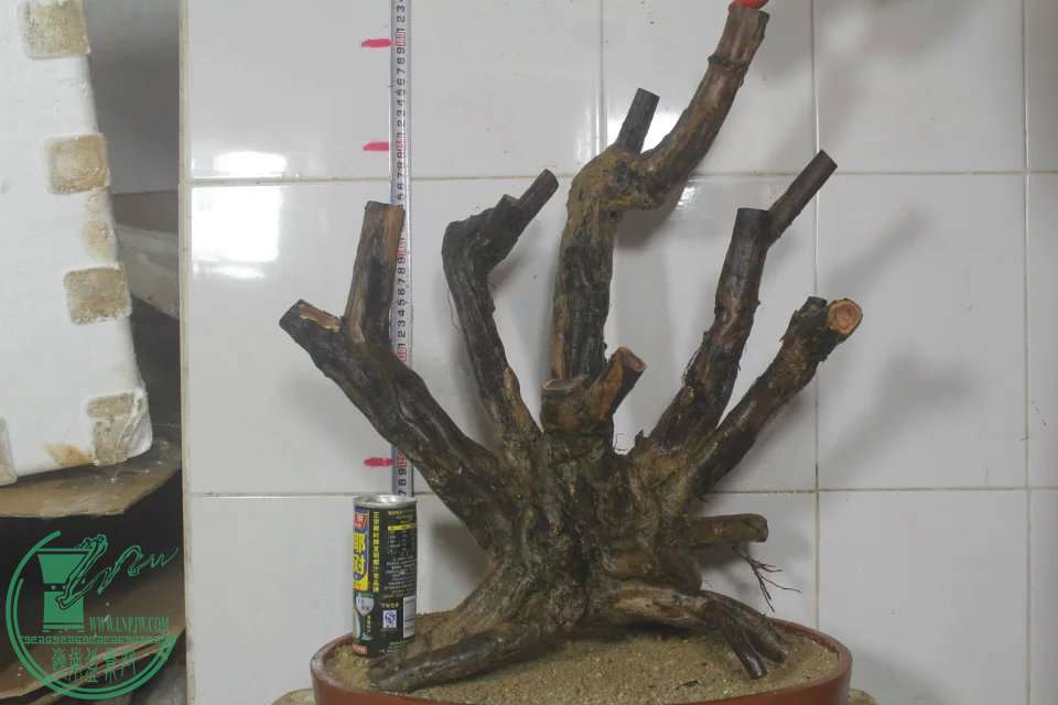 psb (3).jpg