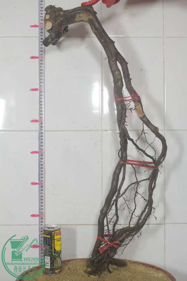 psb (17).jpg
