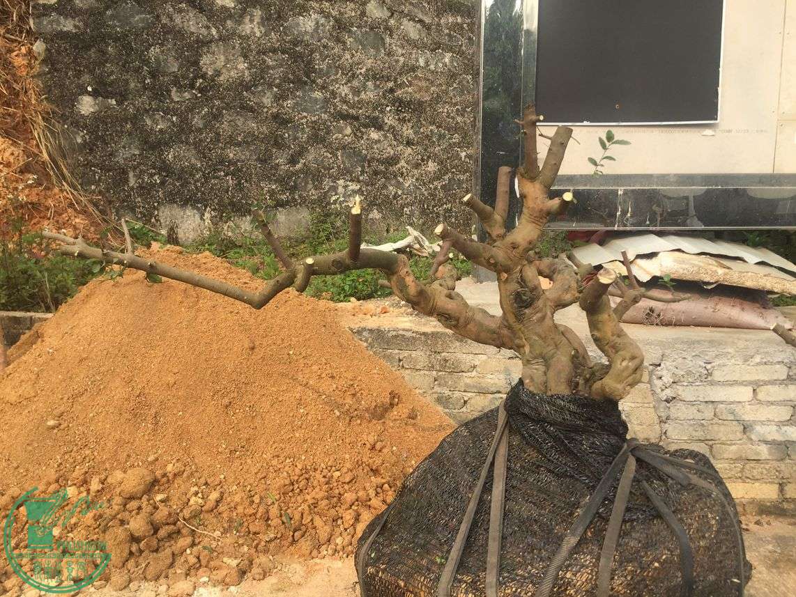 ֱ20cm