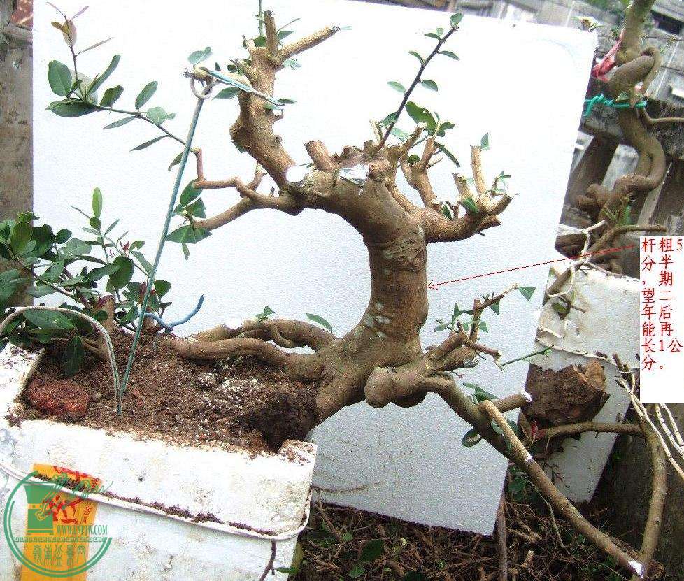 DSCF7578.JPG