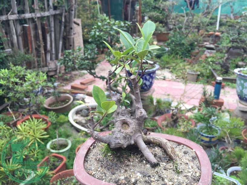 20160320001.JPG