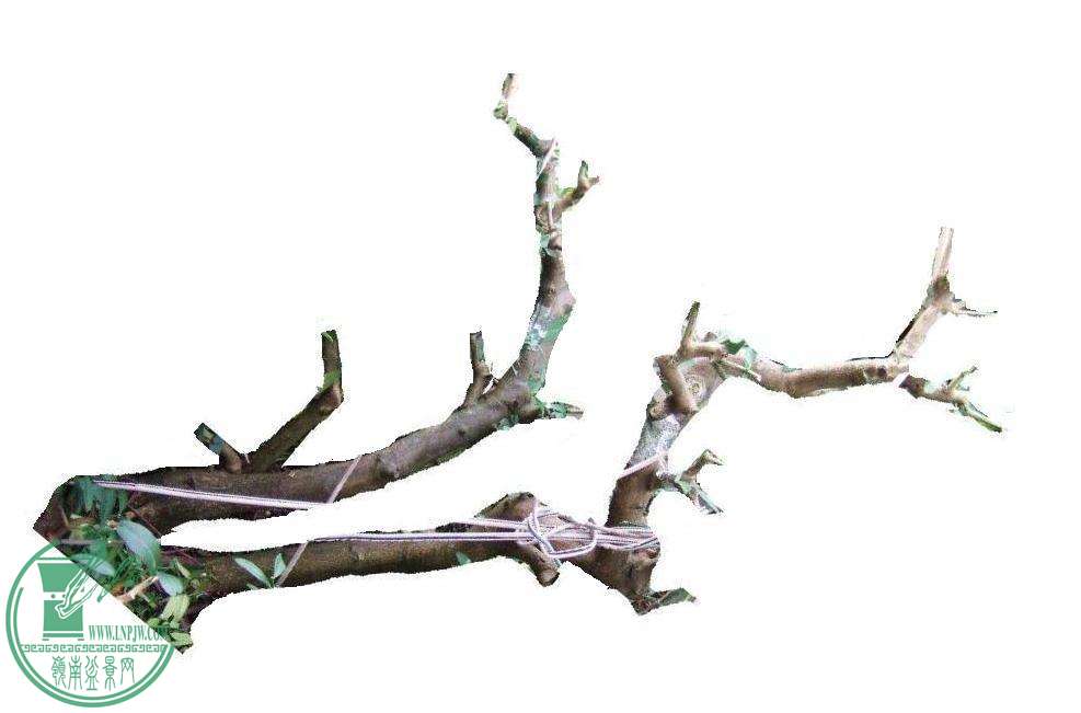  DSCF6495.JPG