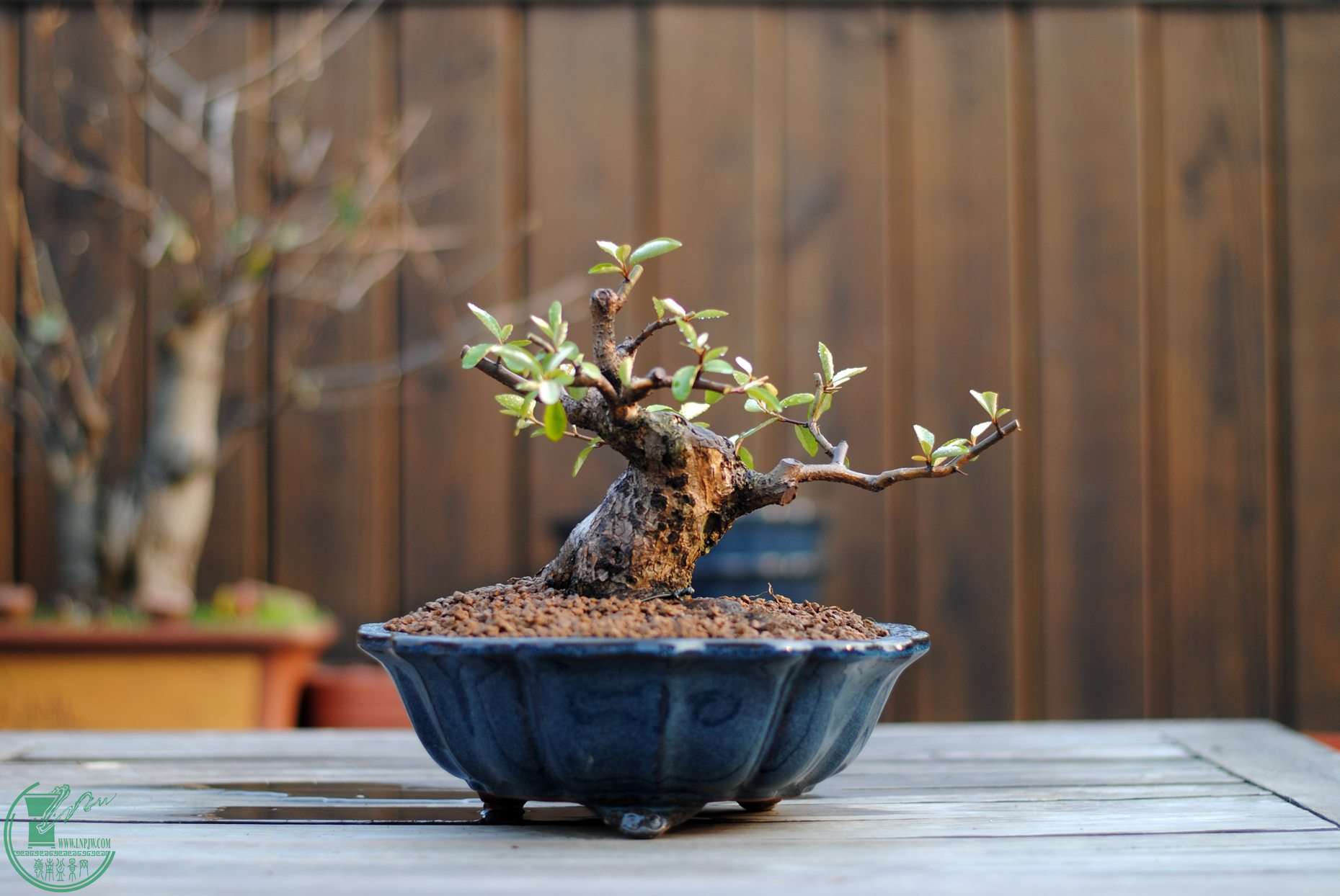 DSC_2698.JPG