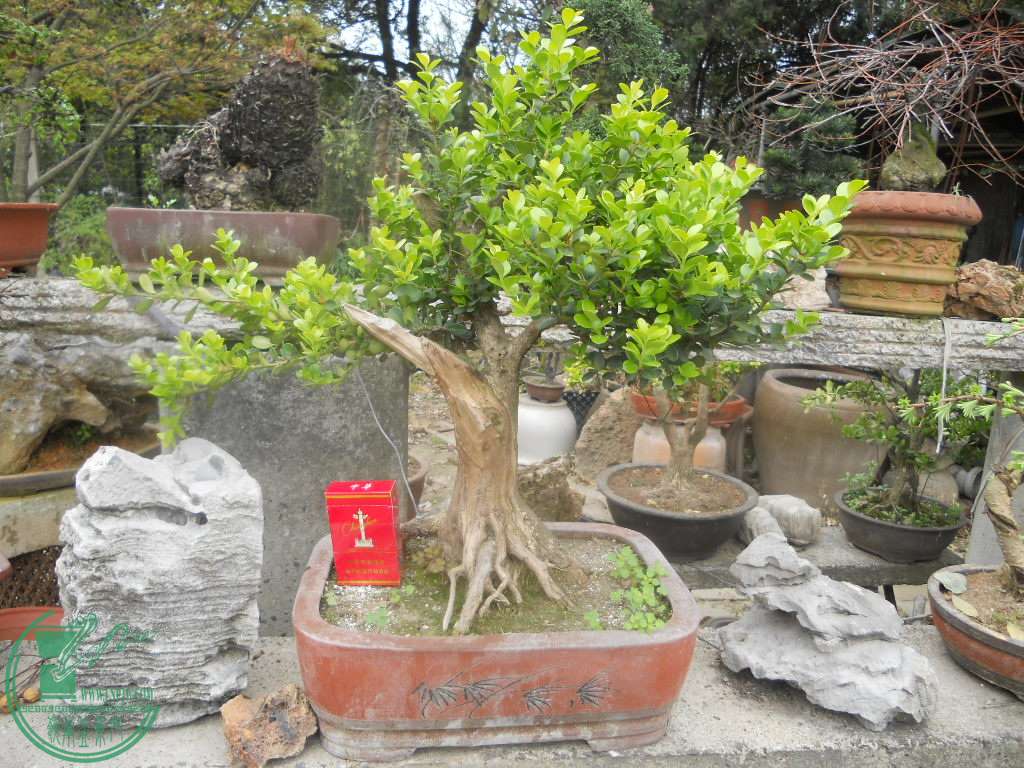 DSCN0694.jpg