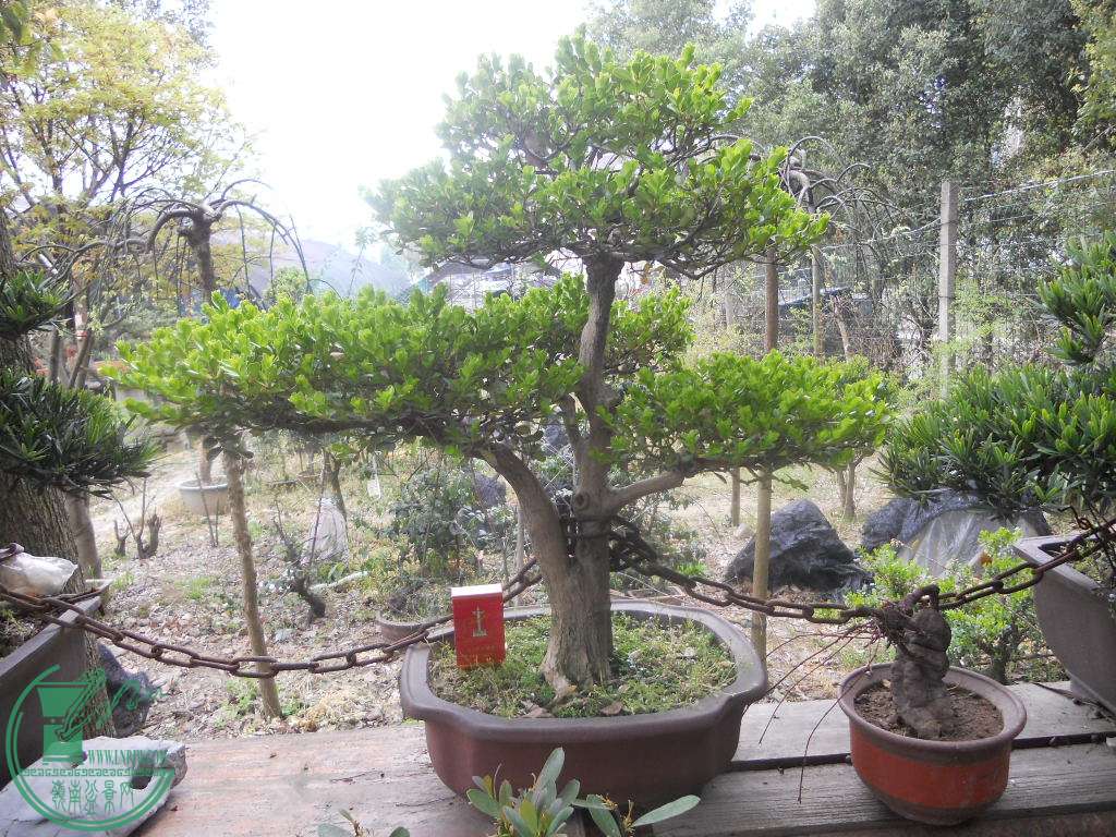 DSCN0695.jpg