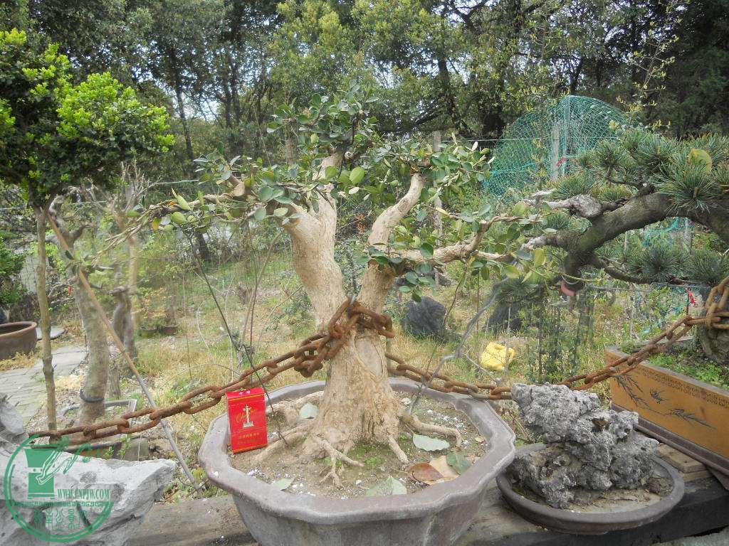 DSCN0698.jpg