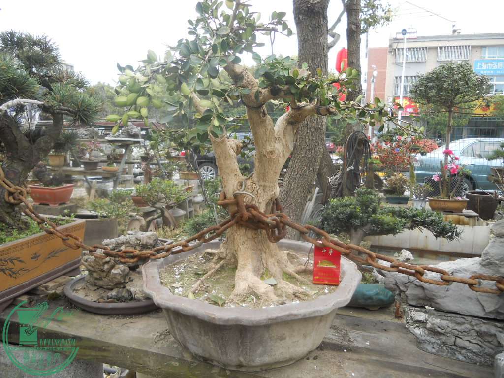 DSCN0699.jpg
