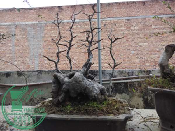 IMG_20150130_130121.jpg