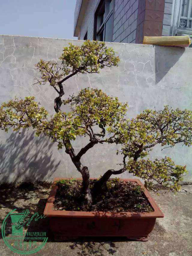 mmexport1459400712458.jpg