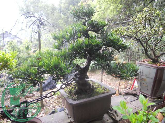 DSCN0778.jpg