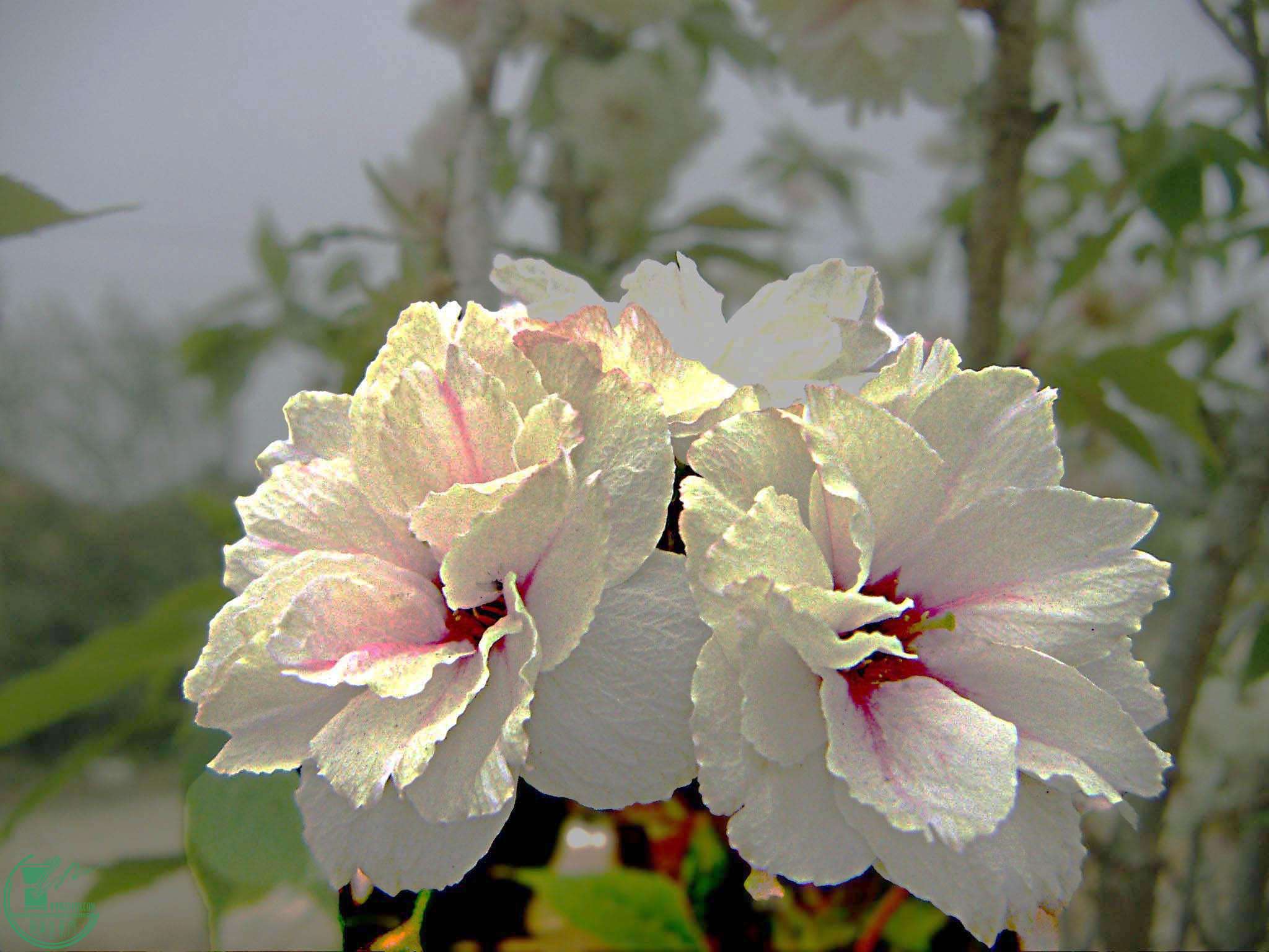 PICT2477.jpg