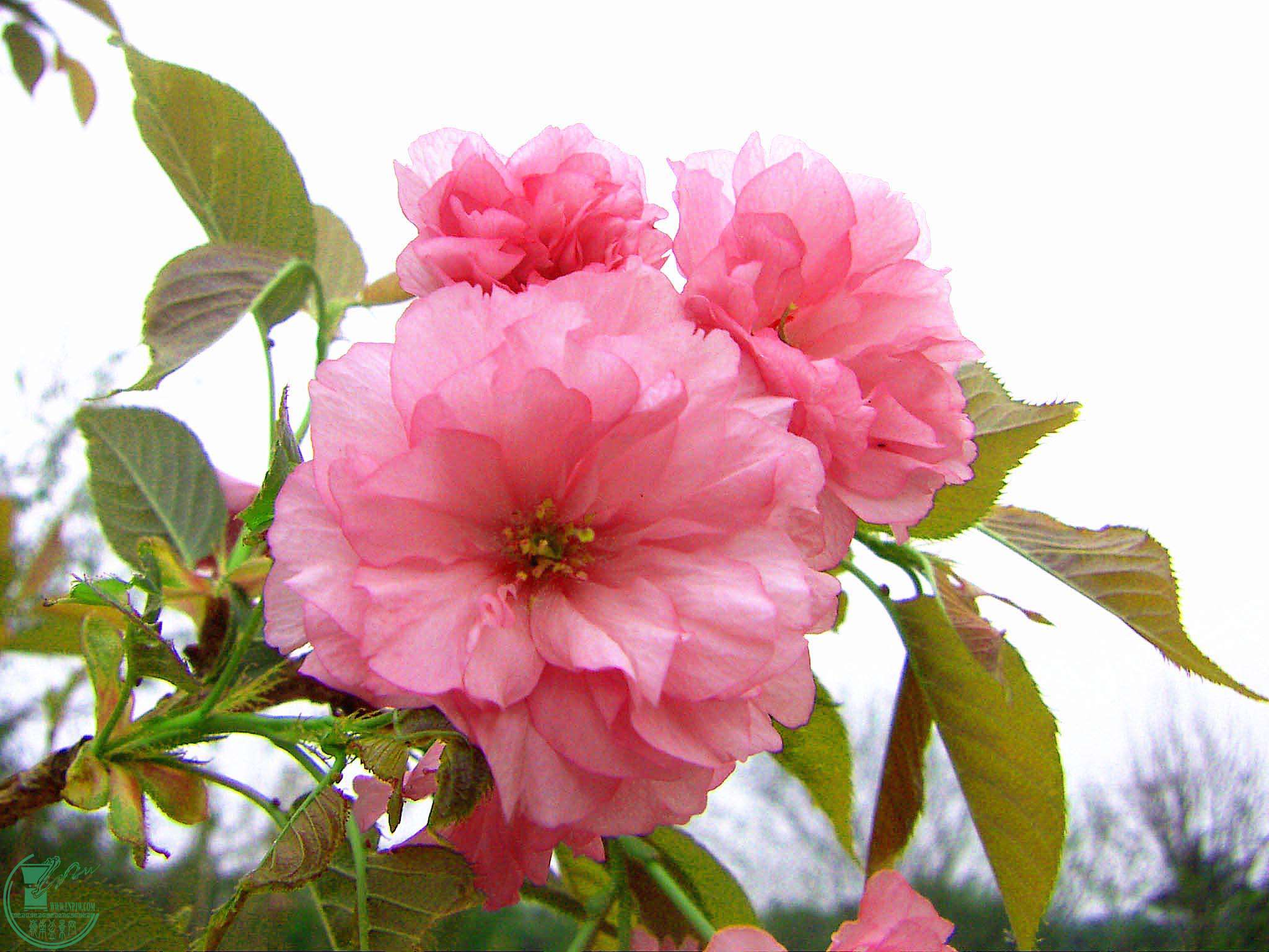 PICT2483.jpg