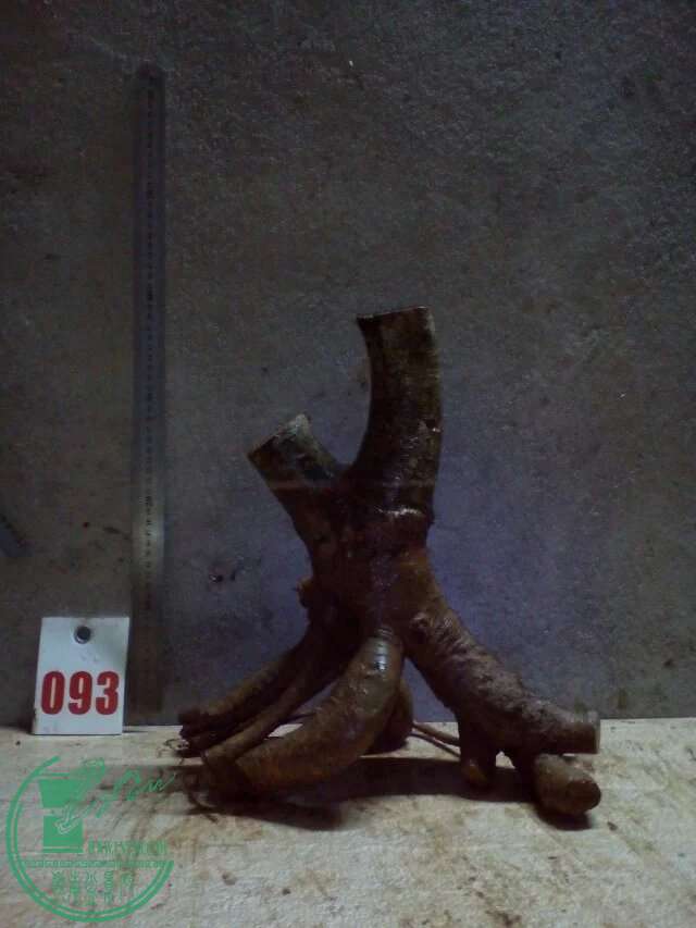 93.jpg