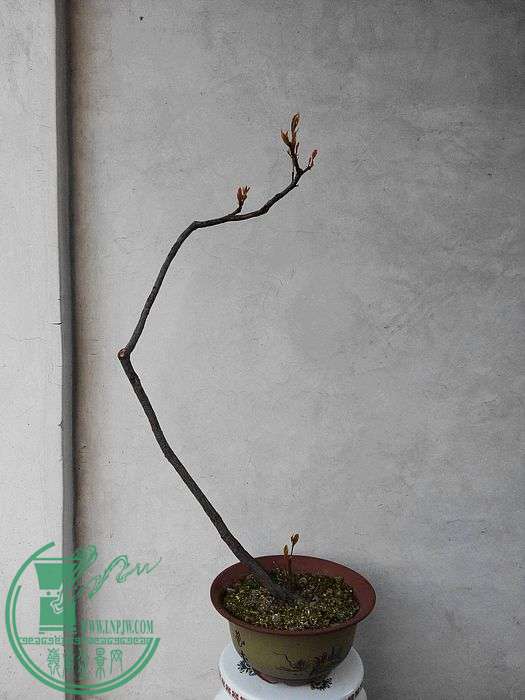 nEO_IMG_IMG_20150301_175357.jpg