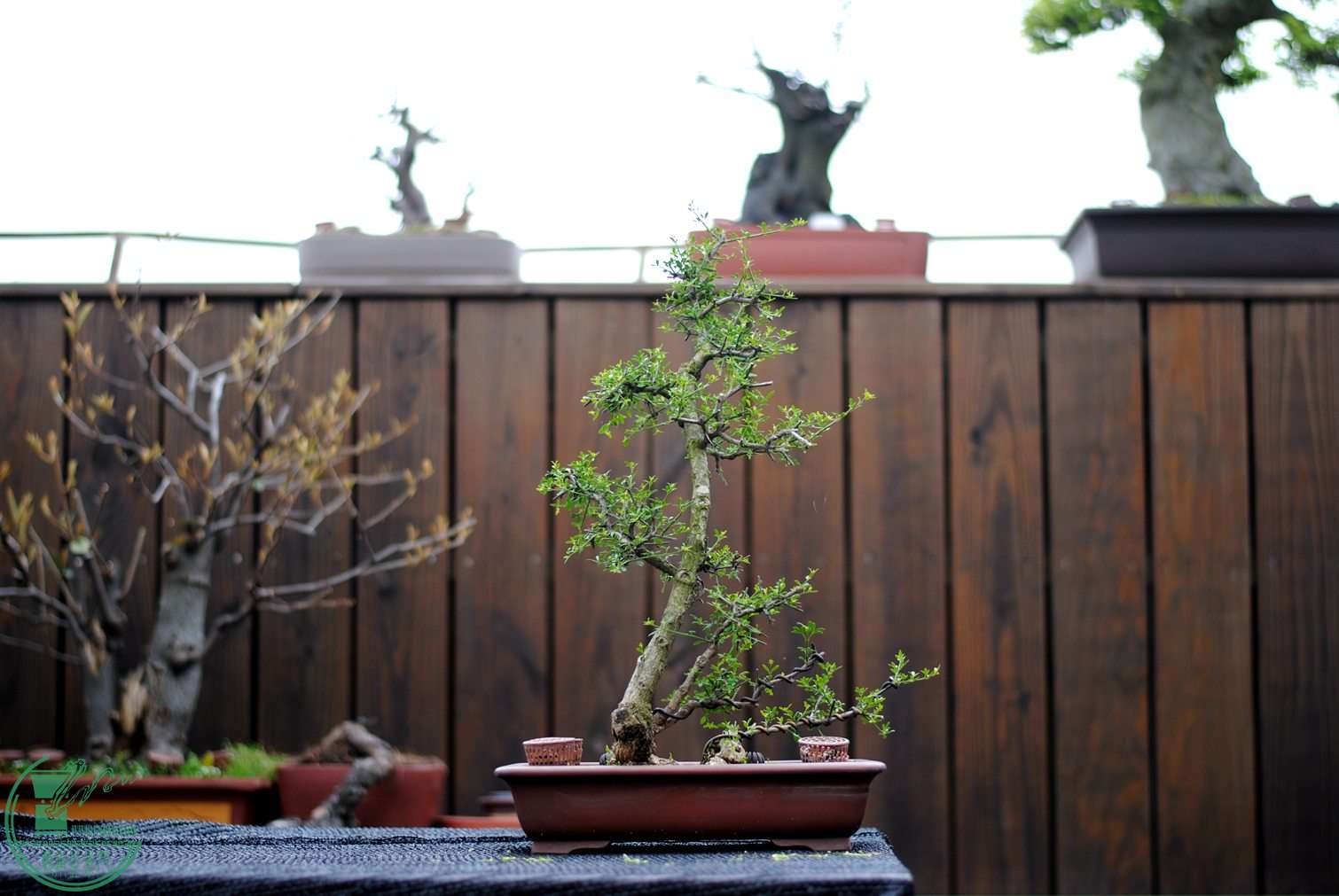 DSC_3149.JPG