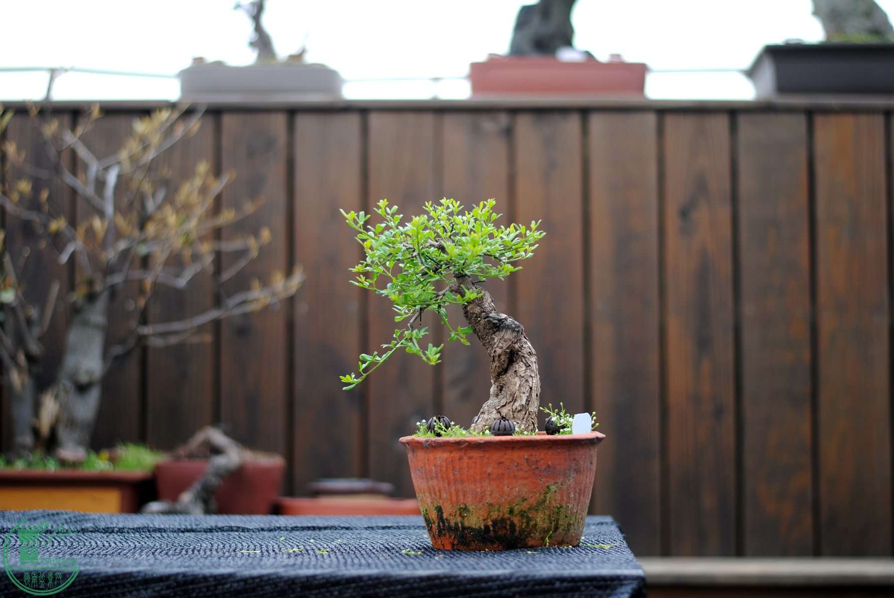 DSC_3160.JPG