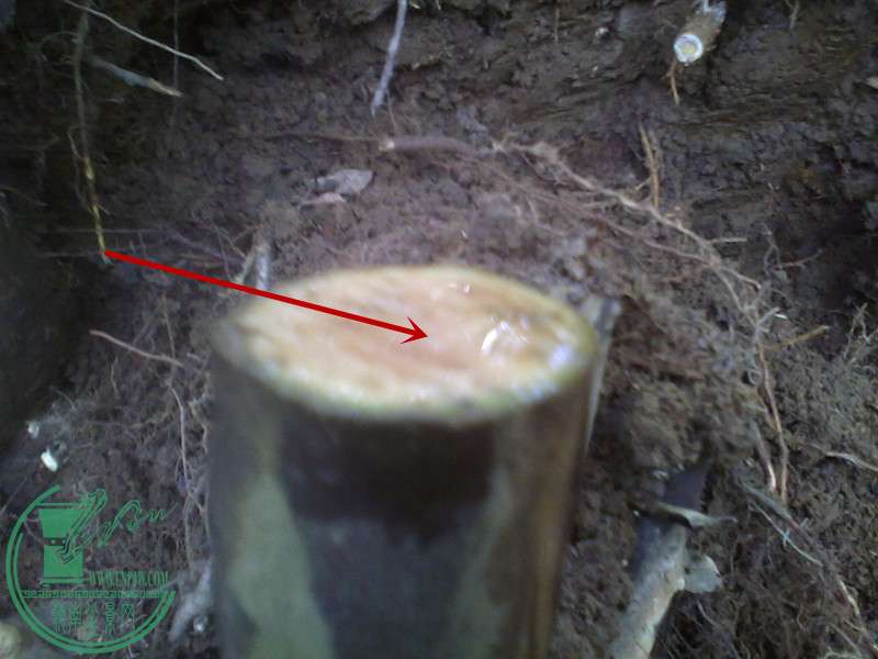 IMG0410120601.jpg