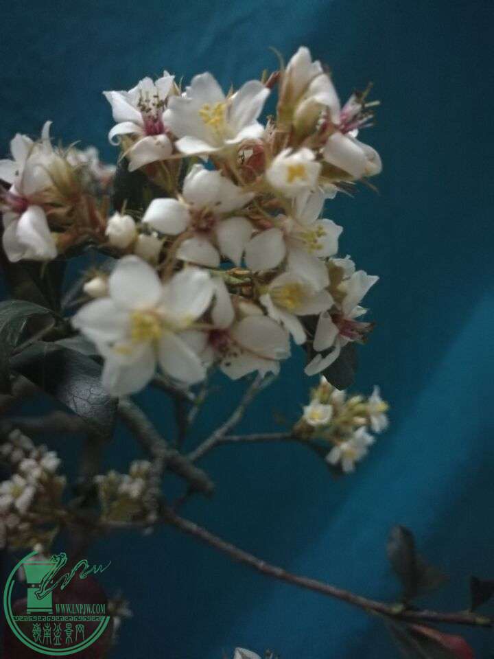 ѩ