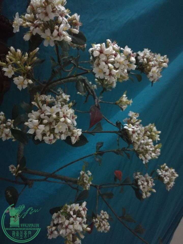 ѩ