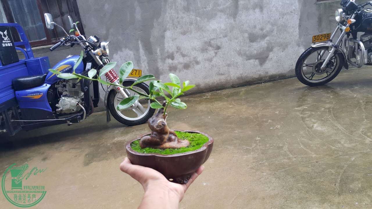 image.jpeg