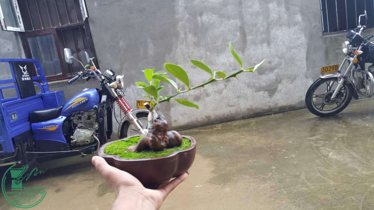 image.jpeg