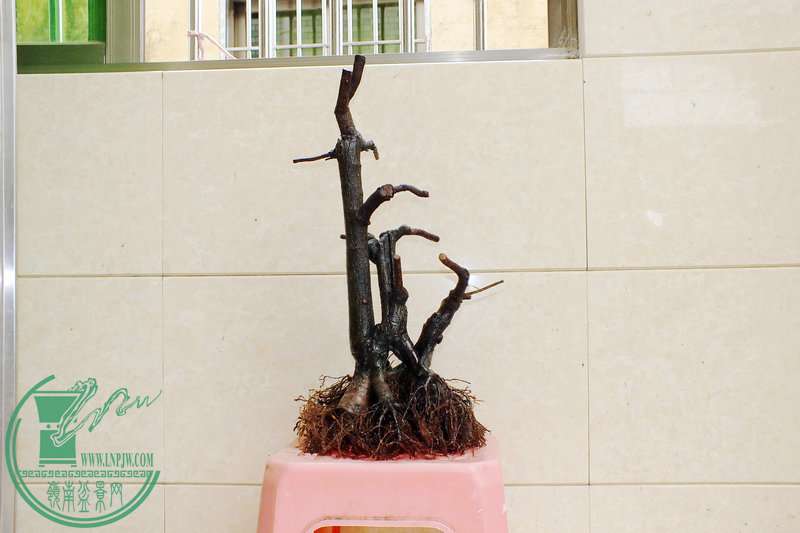 DSCF2749.JPG