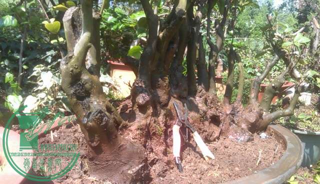 IMAG0589.jpg