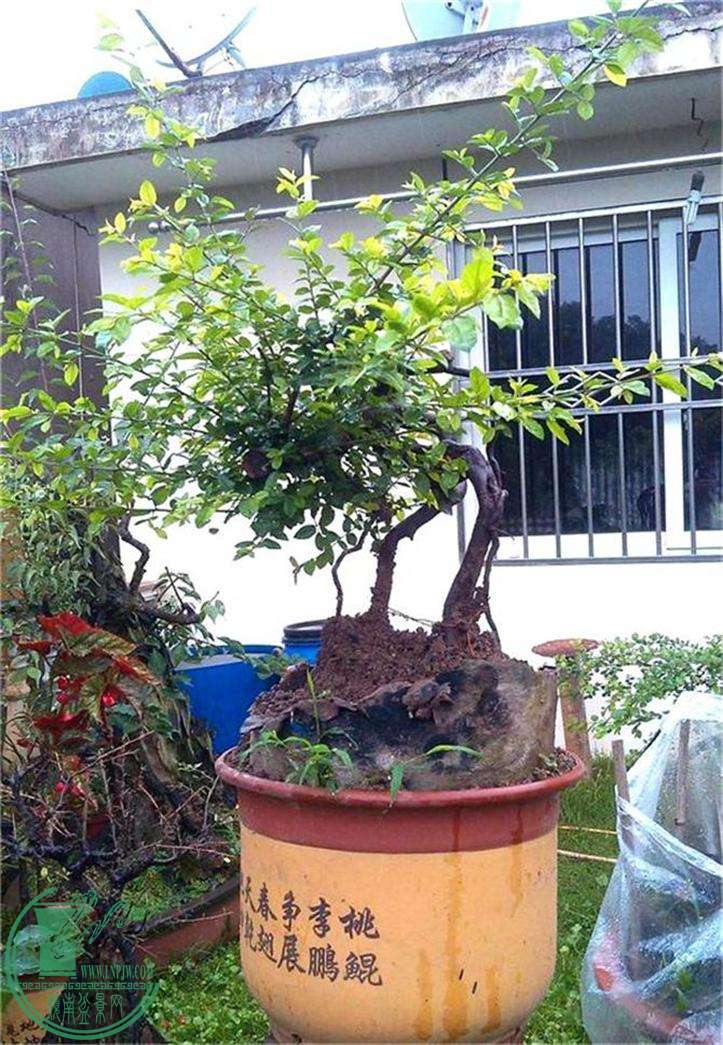 ȸ÷׮23IMG_20150614_081815_ͼ_2345ͼ_ͼ.jpg