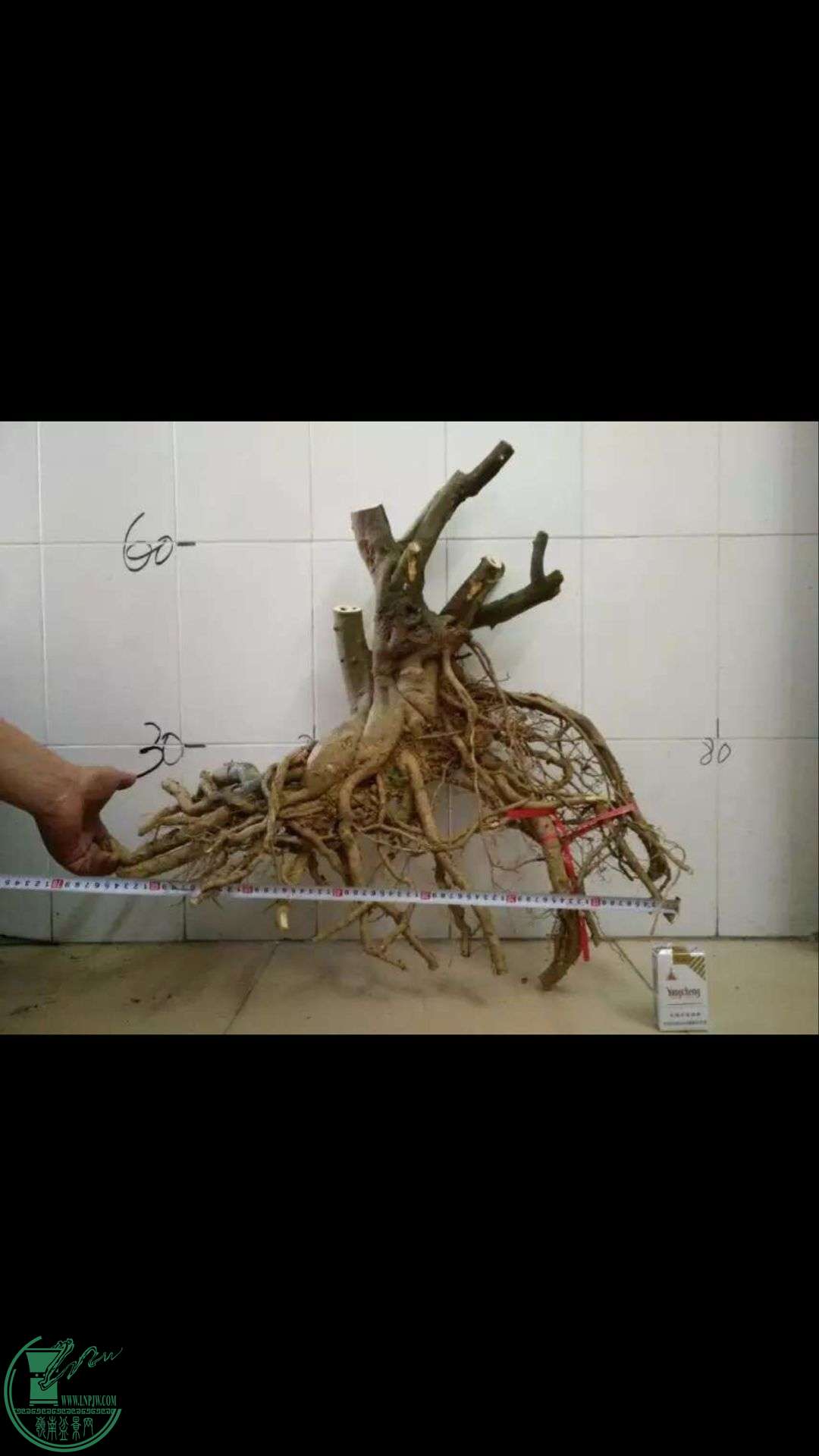 лл