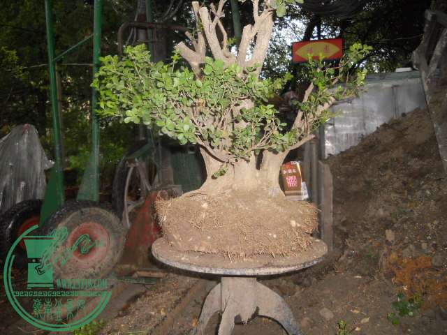 DSCN0021.jpg
