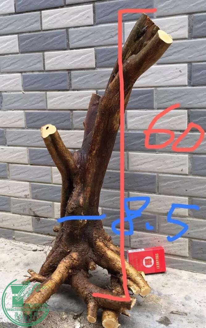 image.jpeg