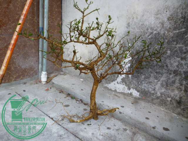 P1160418.JPG