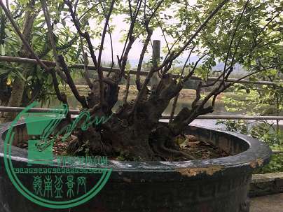 辰ƬIMG_2695(1).JPG