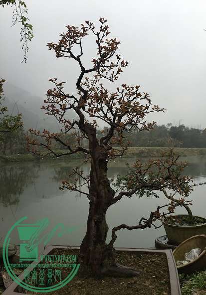 辰ƬIMG_2474.JPG