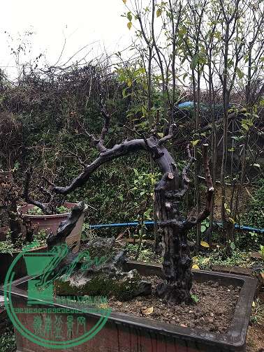 辰ƬIMG_2490.JPG