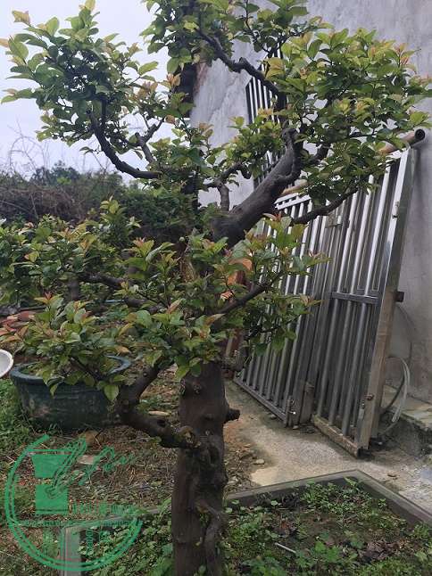 辰ƬIMG_2671.JPG