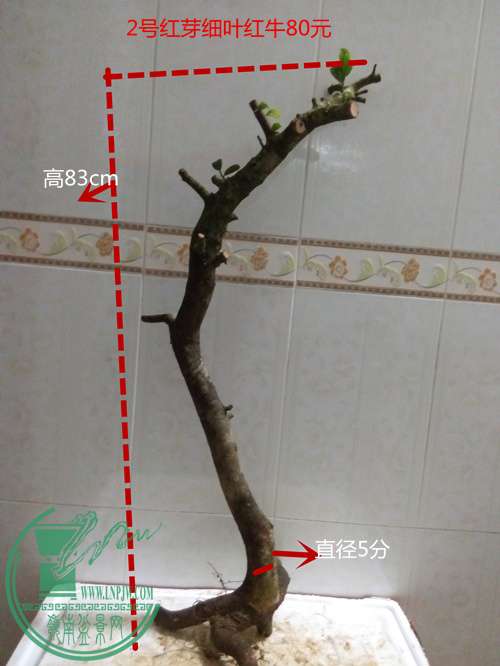 P60424-194704_.jpg