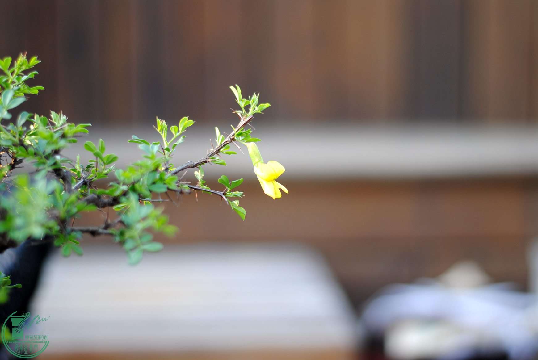 DSC_0550.JPG