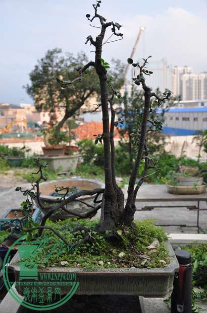 DSC_0188.JPG