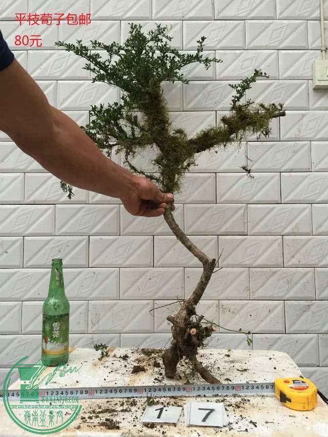 17.jpg