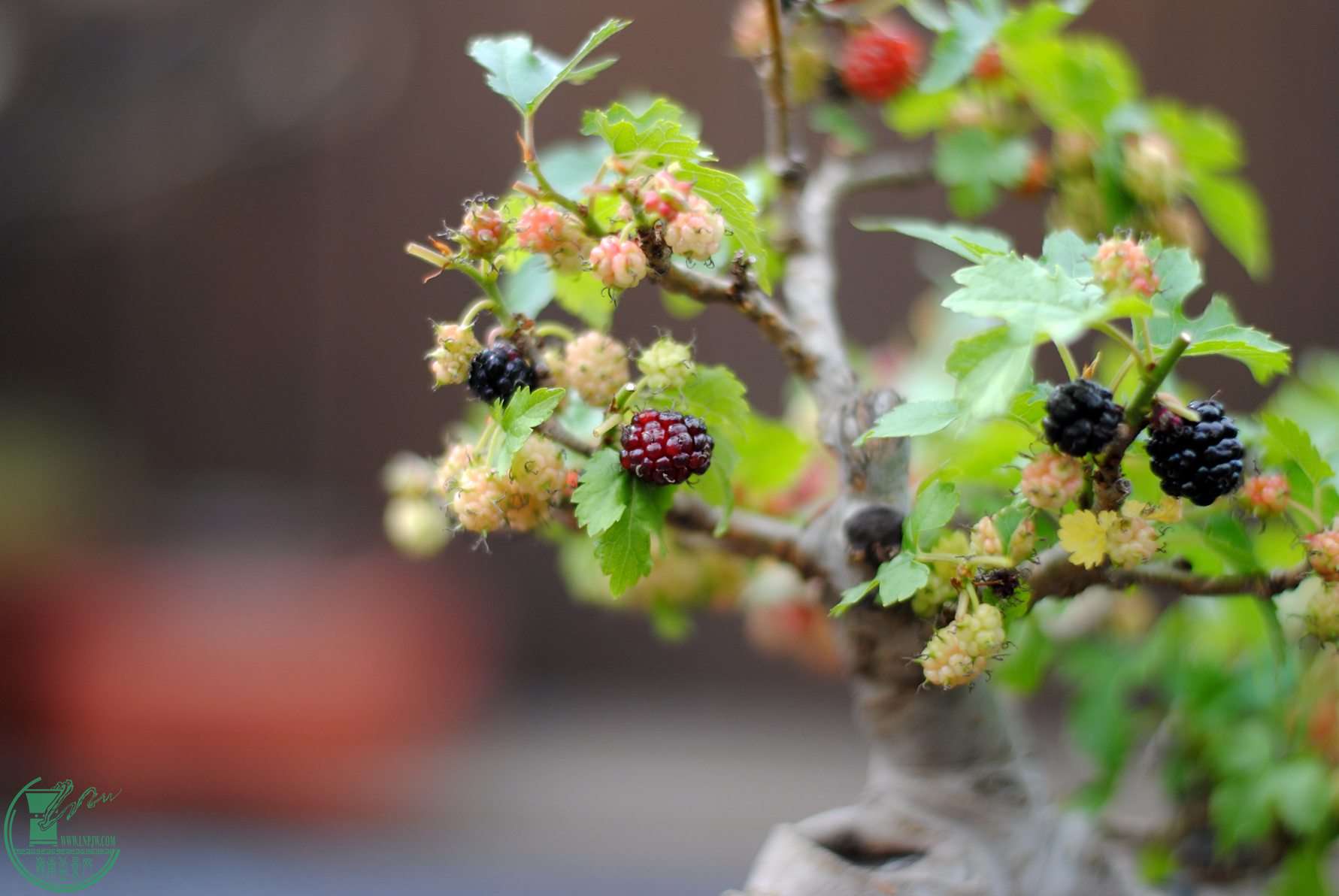 DSC_1010.JPG