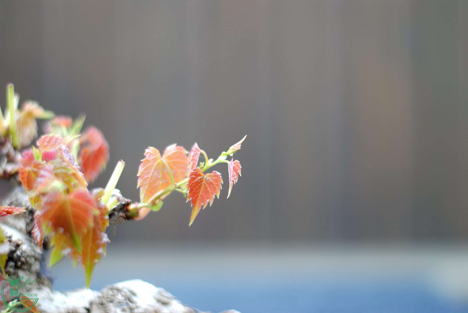 DSC_1106.JPG