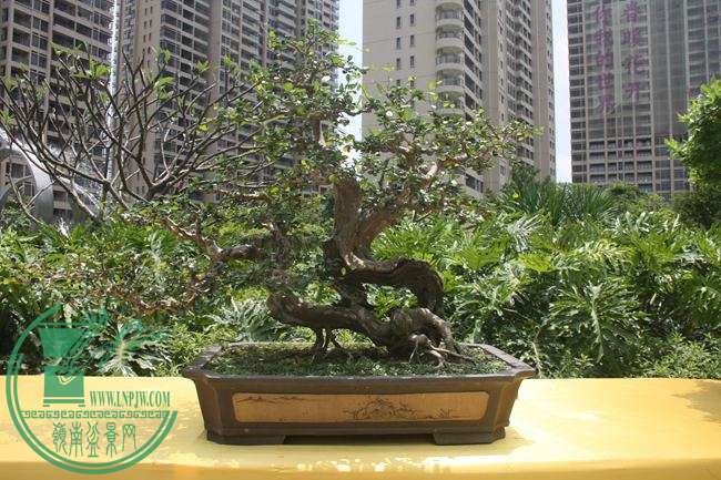 Ƭ 044.jpg