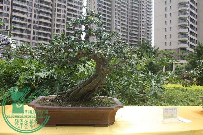 Ƭ 046.jpg