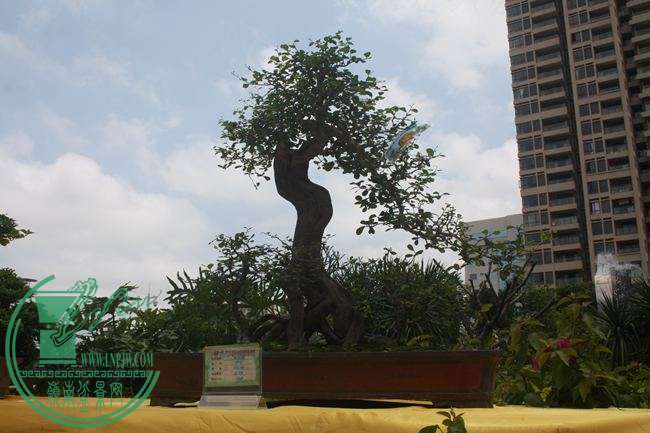 Ƭ 049.jpg