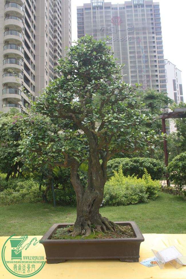 Ƭ 057.jpg