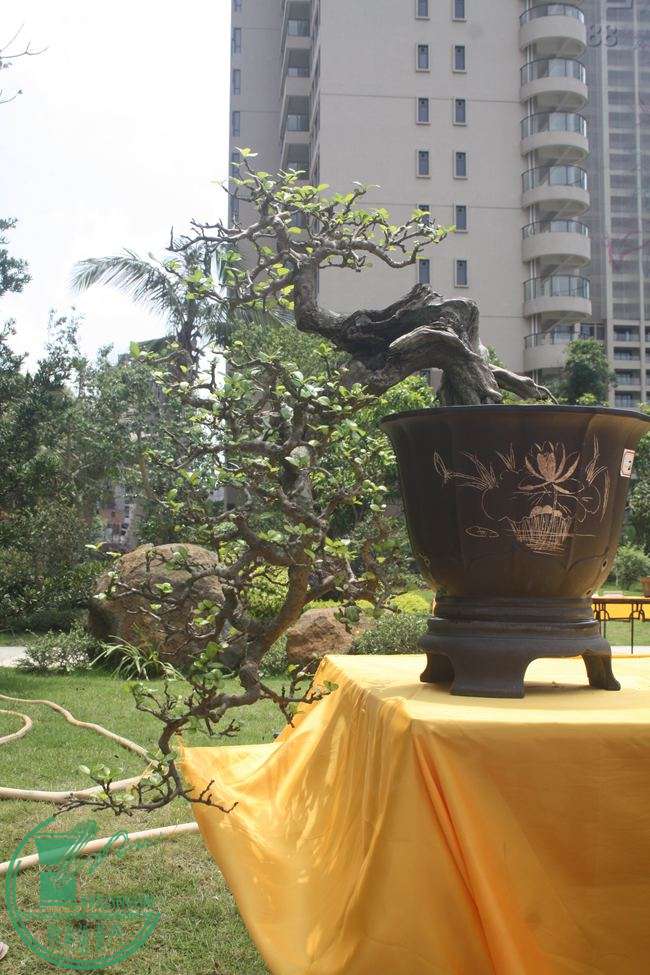 Ƭ 075.jpg