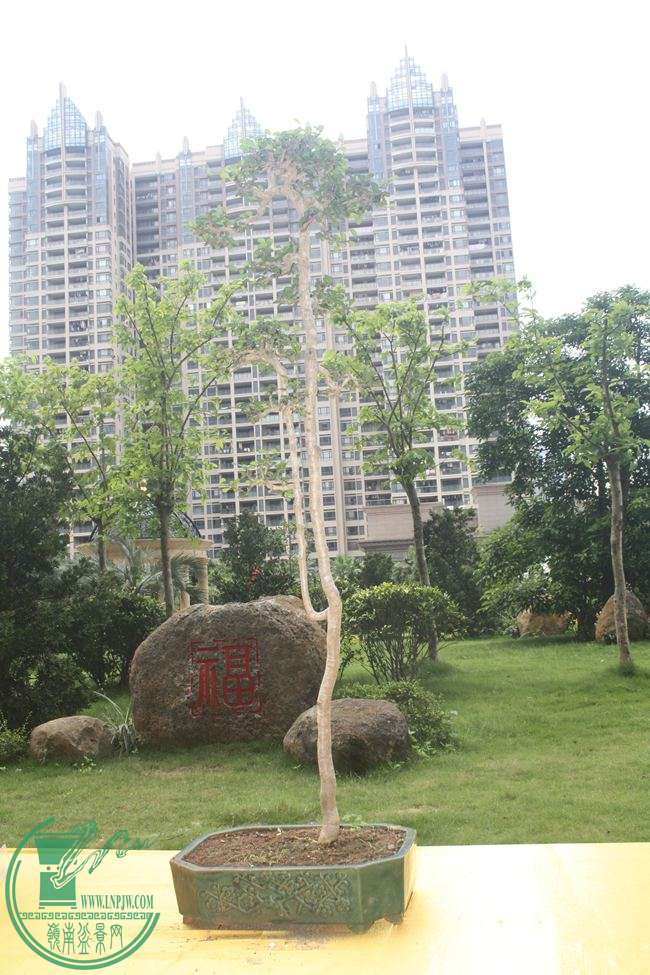Ƭ 076.jpg